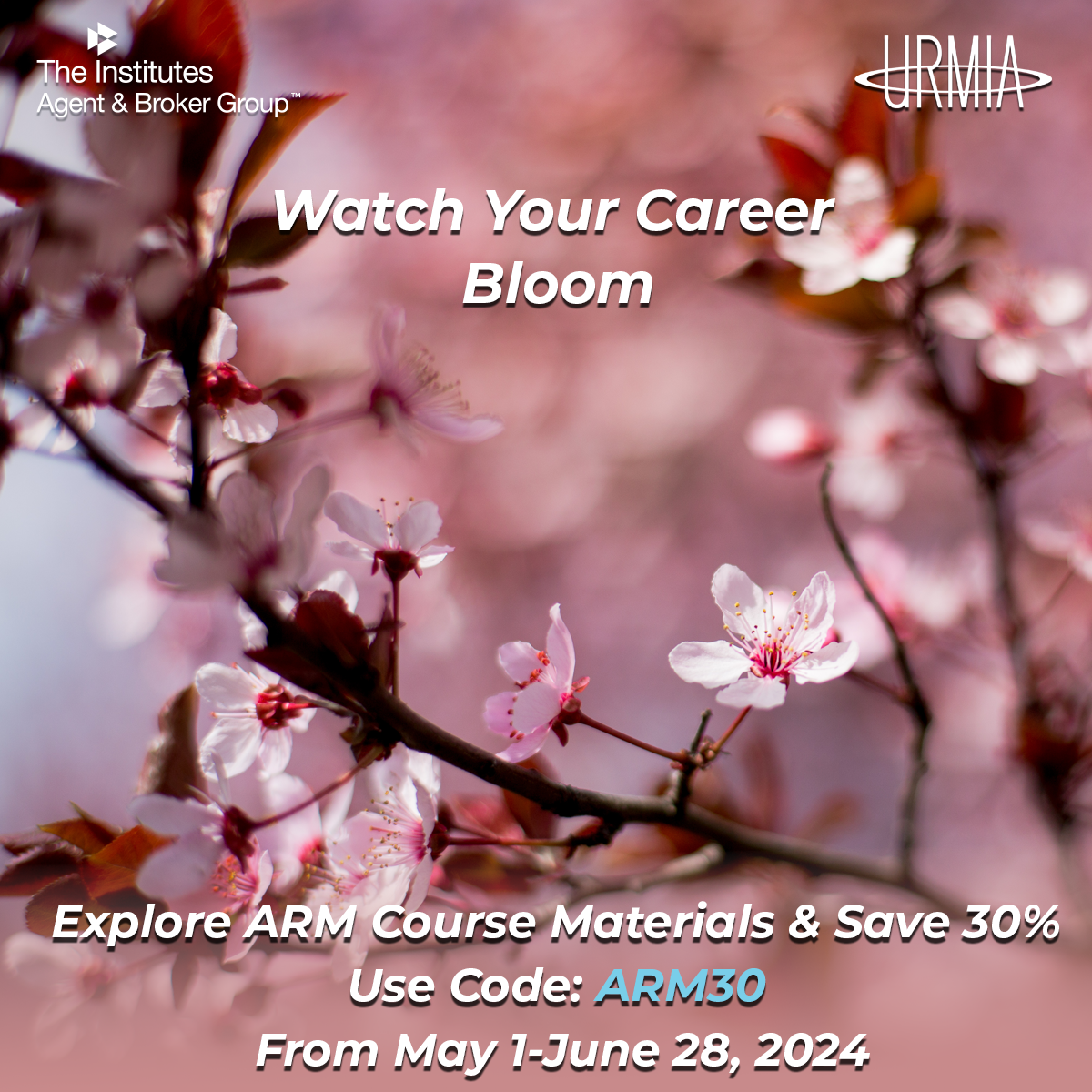 A close-up of cherry blossom branches with the words: Watch your Career Bloom overlaid on top of them