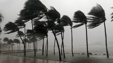 Palm trees bending in strong wind and rain during a hurricane near a waterfront walkway