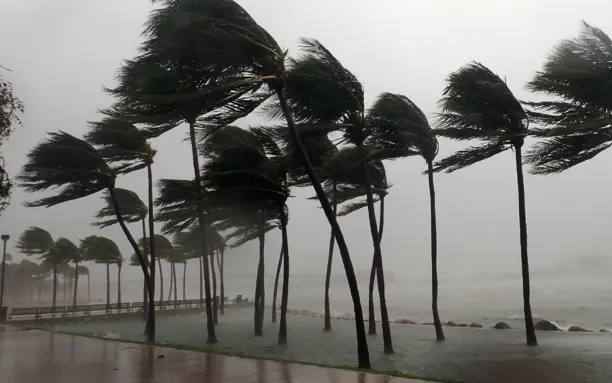 Palm trees bending in strong wind and rain during a hurricane near a waterfront walkway.